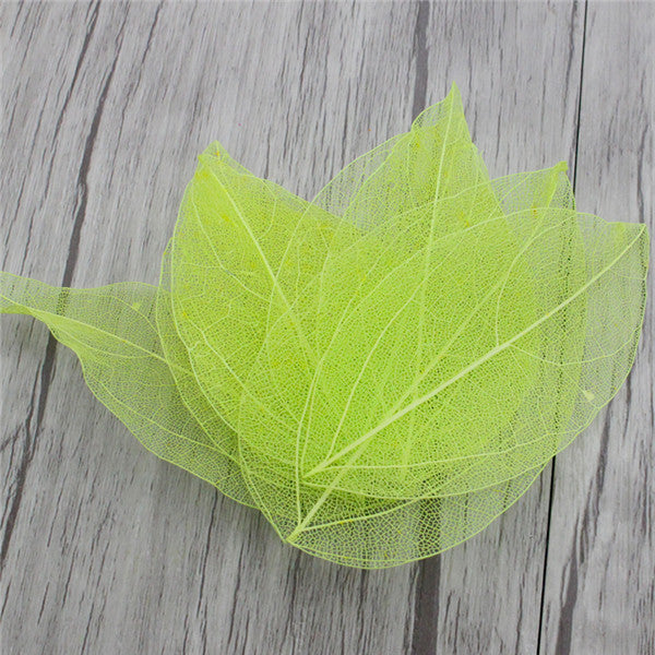 Multi-Color  Natural Skeleton Leaf Dry