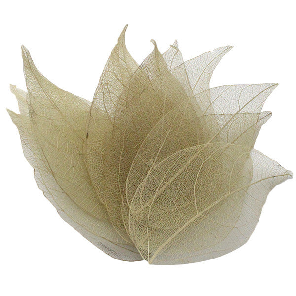 Multi-Color  Natural Skeleton Leaf Dry